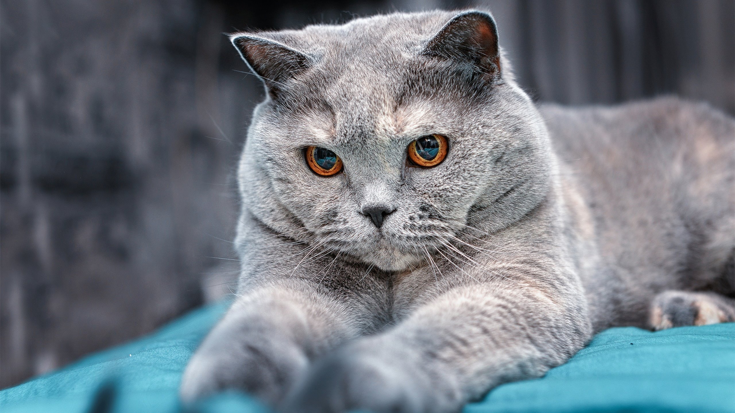 战况总结:球队表现亮眼或失误百出?,球队状态