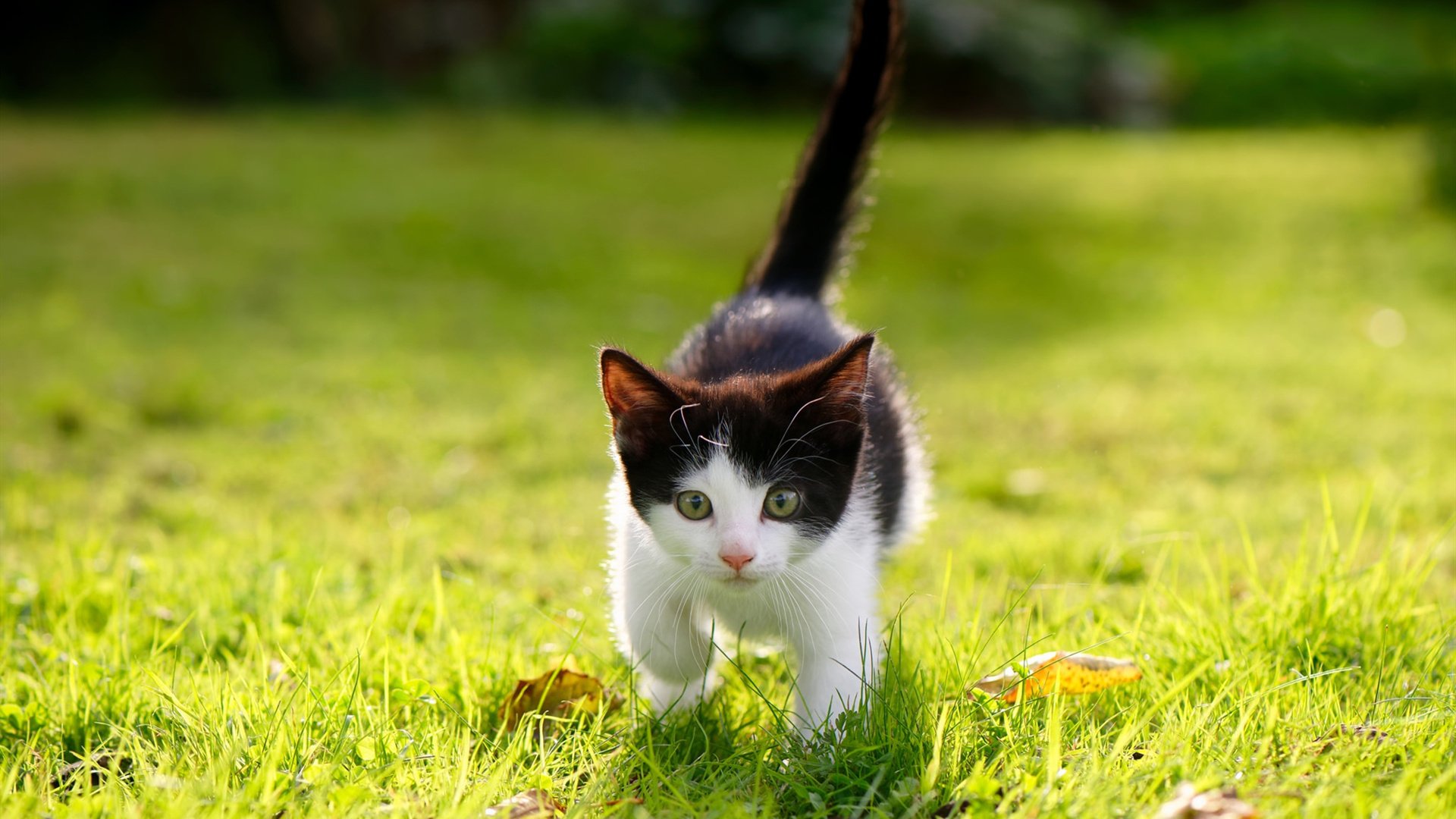 【比赛录像】丁俊晖的经典逆袭瞬间分析，丁俊晖精彩