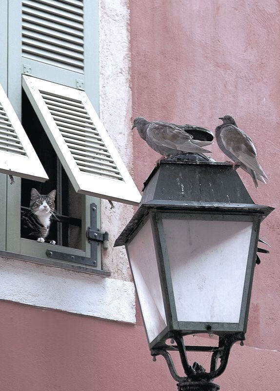 史上最“恐怖”的一节：斯托亚科维奇在第三节多次投中三分，逆转眉睫！