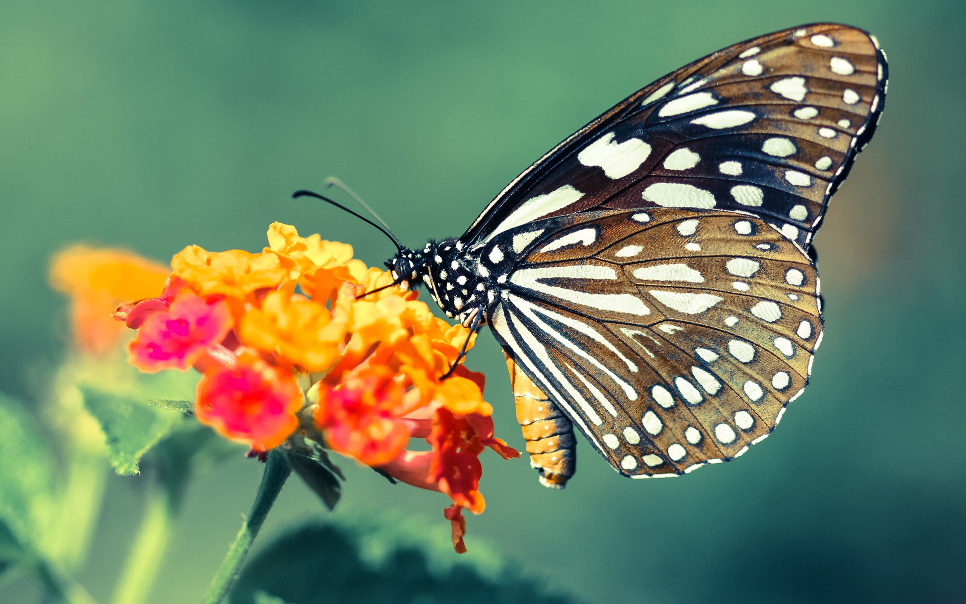 影响深远的比赛瞬间：运动员所创造的历史纪录，记录运动员的成绩